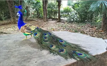 a vida real de penas de Aves ave modelo de cerca de 50 cm de pavão filmagens prop decoração presente h1289